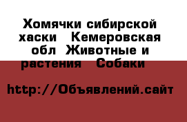 Хомячки сибирской хаски - Кемеровская обл. Животные и растения » Собаки   